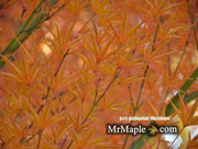 - FOR PICKUP ONLY | Acer palmatum 'Okushimo' Japanese Maple | DOES NOT SHIP - Mr Maple │ Buy Japanese Maple Trees