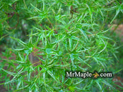 - FOR PICKUP ONLY | Acer palmatum 'Okushimo' Japanese Maple | DOES NOT SHIP - Mr Maple │ Buy Japanese Maple Trees