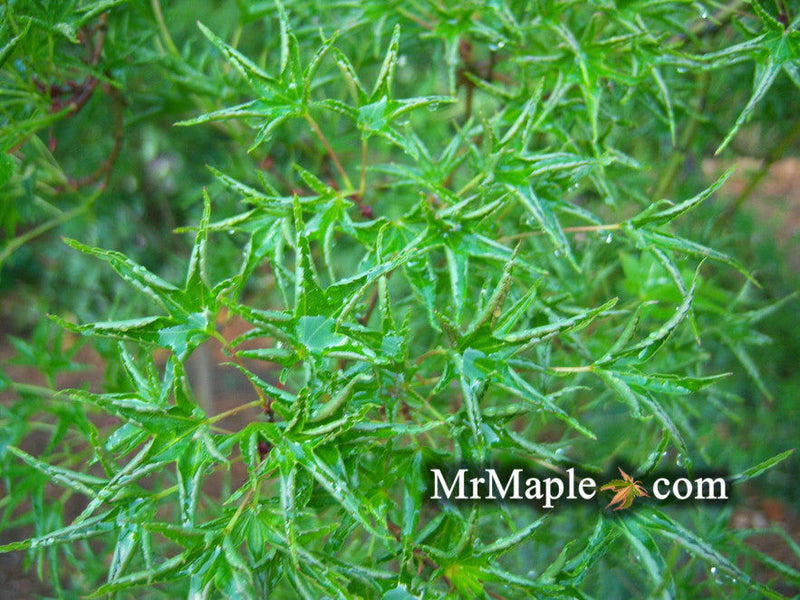 - FOR PICKUP ONLY | Acer palmatum 'Okushimo' Japanese Maple | DOES NOT SHIP - Mr Maple │ Buy Japanese Maple Trees