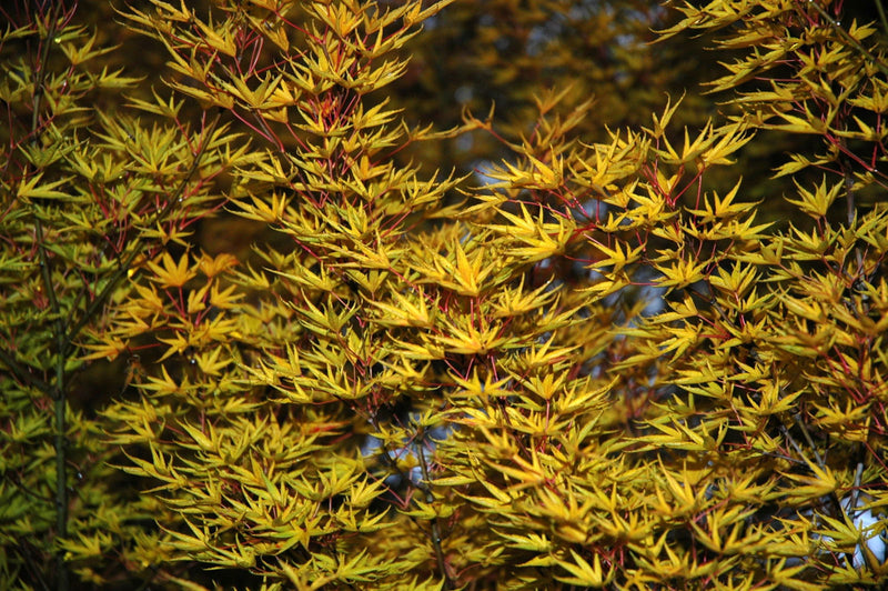 - FOR PICKUP ONLY | Acer palmatum 'Okushimo' Japanese Maple | DOES NOT SHIP - Mr Maple │ Buy Japanese Maple Trees