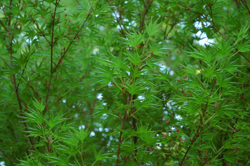 - FOR PICKUP ONLY | Acer palmatum 'Okushimo' Japanese Maple | DOES NOT SHIP - Mr Maple │ Buy Japanese Maple Trees