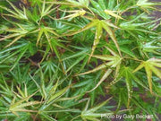 - FOR PICKUP ONLY | Acer palmatum 'Okushimo' Japanese Maple | DOES NOT SHIP - Mr Maple │ Buy Japanese Maple Trees