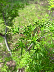 - FOR PICKUP ONLY | Acer palmatum 'Okushimo' Japanese Maple | DOES NOT SHIP - Mr Maple │ Buy Japanese Maple Trees