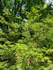 - FOR PICKUP ONLY | Acer palmatum 'Okushimo' Japanese Maple | DOES NOT SHIP - Mr Maple │ Buy Japanese Maple Trees