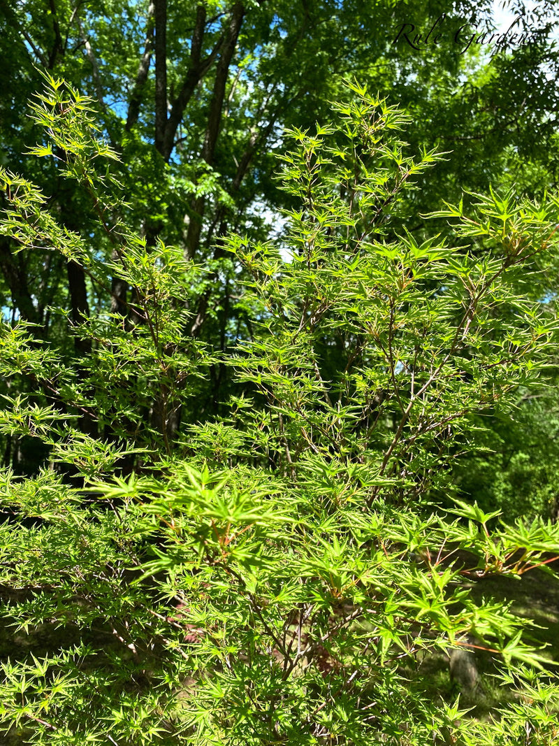 - FOR PICKUP ONLY | Acer palmatum 'Okushimo' Japanese Maple | DOES NOT SHIP - Mr Maple │ Buy Japanese Maple Trees