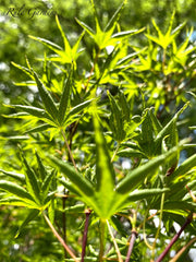 - FOR PICKUP ONLY | Acer palmatum 'Okushimo' Japanese Maple | DOES NOT SHIP - Mr Maple │ Buy Japanese Maple Trees
