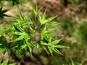 - FOR PICKUP ONLY | Acer palmatum 'Okushimo' Japanese Maple | DOES NOT SHIP - Mr Maple │ Buy Japanese Maple Trees