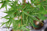 - FOR PICKUP ONLY | Acer palmatum 'Okushimo' Japanese Maple | DOES NOT SHIP - Mr Maple │ Buy Japanese Maple Trees