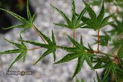 - FOR PICKUP ONLY | Acer palmatum 'Okushimo' Japanese Maple | DOES NOT SHIP - Mr Maple │ Buy Japanese Maple Trees