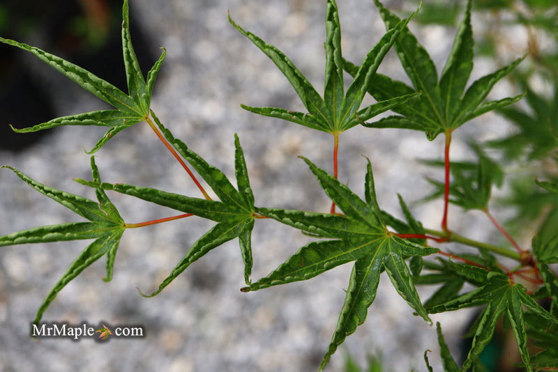 - FOR PICKUP ONLY | Acer palmatum 'Okushimo' Japanese Maple | DOES NOT SHIP - Mr Maple │ Buy Japanese Maple Trees