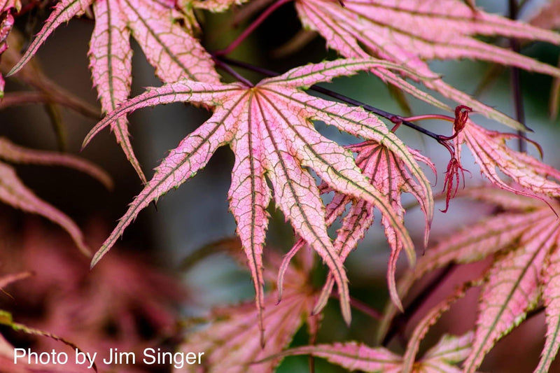 - FOR PICKUP ONLY | Acer palmatum 'Olsen's Frosted Strawberry' Japanese Maple | DOES NOT SHIP - Mr Maple │ Buy Japanese Maple Trees