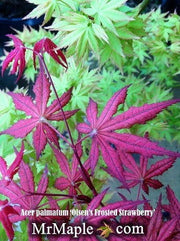 - FOR PICKUP ONLY | Acer palmatum 'Olsen's Frosted Strawberry' Japanese Maple | DOES NOT SHIP - Mr Maple │ Buy Japanese Maple Trees