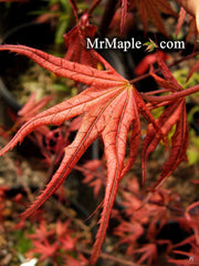 - FOR PICKUP ONLY | Acer palmatum 'Olsen's Frosted Strawberry' Japanese Maple | DOES NOT SHIP - Mr Maple │ Buy Japanese Maple Trees