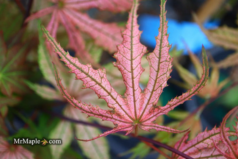 - FOR PICKUP ONLY | Acer palmatum 'Olsen's Frosted Strawberry' Japanese Maple | DOES NOT SHIP - Mr Maple │ Buy Japanese Maple Trees