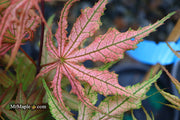 - FOR PICKUP ONLY | Acer palmatum 'Olsen's Frosted Strawberry' Japanese Maple | DOES NOT SHIP - Mr Maple │ Buy Japanese Maple Trees