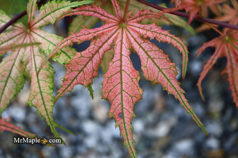 - FOR PICKUP ONLY | Acer palmatum 'Olsen's Frosted Strawberry' Japanese Maple | DOES NOT SHIP - Mr Maple │ Buy Japanese Maple Trees