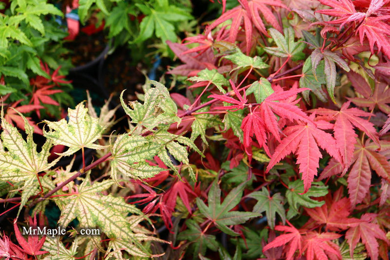 - FOR PICKUP ONLY | Acer palmatum 'Olsen's Frosted Strawberry' Japanese Maple | DOES NOT SHIP - Mr Maple │ Buy Japanese Maple Trees