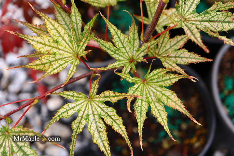 - FOR PICKUP ONLY | Acer palmatum 'Olsen's Frosted Strawberry' Japanese Maple | DOES NOT SHIP - Mr Maple │ Buy Japanese Maple Trees