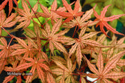 - FOR PICKUP ONLY | Acer palmatum 'Olsen's Frosted Strawberry' Japanese Maple | DOES NOT SHIP - Mr Maple │ Buy Japanese Maple Trees
