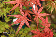 - FOR PICKUP ONLY | Acer palmatum 'Olsen's Frosted Strawberry' Japanese Maple | DOES NOT SHIP - Mr Maple │ Buy Japanese Maple Trees