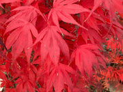 - FOR PICKUP ONLY | Acer palmatum 'Oregon Sunset' Japanese Maple | DOES NOT SHIP - Mr Maple │ Buy Japanese Maple Trees