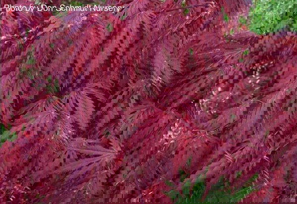 - FOR PICKUP ONLY | Acer palmatum 'Oregon Sunset' Japanese Maple | DOES NOT SHIP - Mr Maple │ Buy Japanese Maple Trees