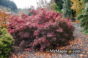 - FOR PICKUP ONLY | Acer palmatum 'Oregon Sunset' Japanese Maple | DOES NOT SHIP - Mr Maple │ Buy Japanese Maple Trees