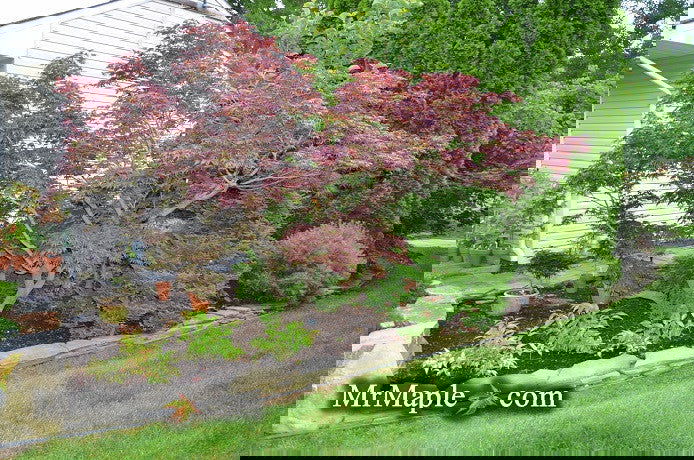 - FOR PICKUP ONLY | Acer palmatum 'Oregon Sunset' Japanese Maple | DOES NOT SHIP - Mr Maple │ Buy Japanese Maple Trees