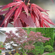 - FOR PICKUP ONLY | Acer palmatum 'Oregon Sunset' Japanese Maple | DOES NOT SHIP - Mr Maple │ Buy Japanese Maple Trees