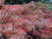 - FOR PICKUP ONLY | Acer palmatum 'Oregon Sunset' Japanese Maple | DOES NOT SHIP - Mr Maple │ Buy Japanese Maple Trees