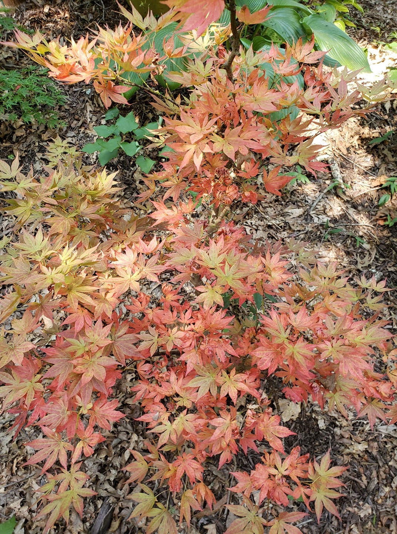 - FOR PICKUP ONLY | Acer palmatum 'Oregon Sunset' Japanese Maple | DOES NOT SHIP - Mr Maple │ Buy Japanese Maple Trees