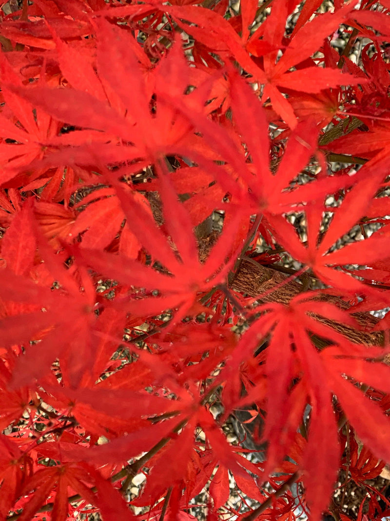 - FOR PICKUP ONLY | Acer palmatum 'Oregon Sunset' Japanese Maple | DOES NOT SHIP - Mr Maple │ Buy Japanese Maple Trees