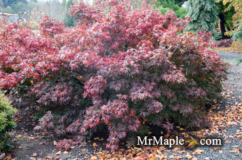 - FOR PICKUP ONLY | Acer palmatum 'Oregon Sunset' Japanese Maple | DOES NOT SHIP - Mr Maple │ Buy Japanese Maple Trees