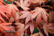 - FOR PICKUP ONLY | Acer palmatum 'Oregon Sunset' Japanese Maple | DOES NOT SHIP - Mr Maple │ Buy Japanese Maple Trees