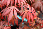 - FOR PICKUP ONLY | Acer palmatum 'Oregon Sunset' Japanese Maple | DOES NOT SHIP - Mr Maple │ Buy Japanese Maple Trees