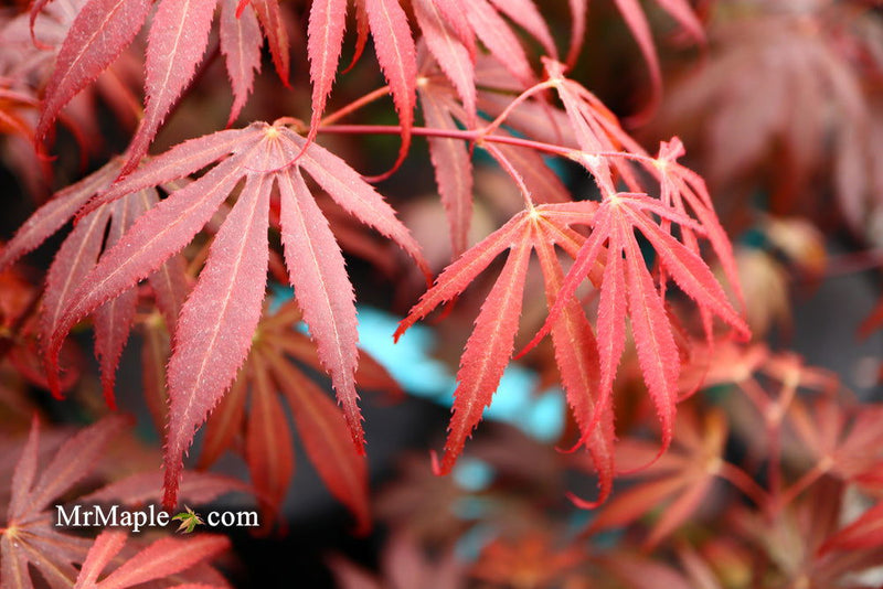 - FOR PICKUP ONLY | Acer palmatum 'Oregon Sunset' Japanese Maple | DOES NOT SHIP - Mr Maple │ Buy Japanese Maple Trees
