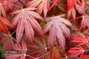 - FOR PICKUP ONLY | Acer palmatum 'Oregon Sunset' Japanese Maple | DOES NOT SHIP - Mr Maple │ Buy Japanese Maple Trees