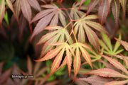 - FOR PICKUP ONLY | Acer palmatum 'Oregon Sunset' Japanese Maple | DOES NOT SHIP - Mr Maple │ Buy Japanese Maple Trees