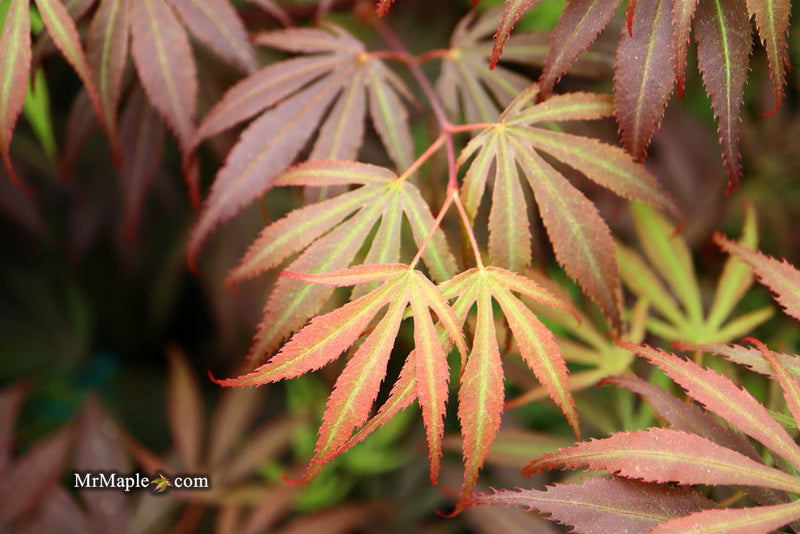 - FOR PICKUP ONLY | Acer palmatum 'Oregon Sunset' Japanese Maple | DOES NOT SHIP - Mr Maple │ Buy Japanese Maple Trees