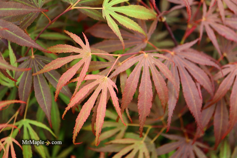 - FOR PICKUP ONLY | Acer palmatum 'Oregon Sunset' Japanese Maple | DOES NOT SHIP - Mr Maple │ Buy Japanese Maple Trees