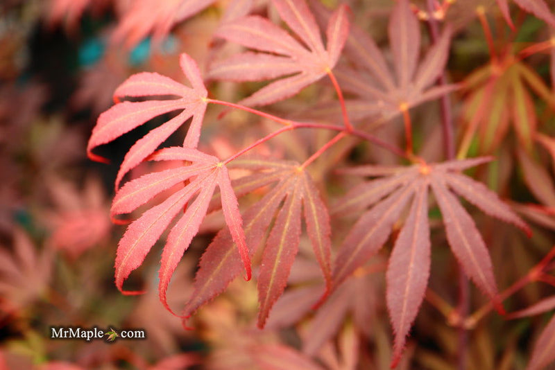 - FOR PICKUP ONLY | Acer palmatum 'Oregon Sunset' Japanese Maple | DOES NOT SHIP - Mr Maple │ Buy Japanese Maple Trees