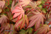 - FOR PICKUP ONLY | Acer palmatum 'Oregon Sunset' Japanese Maple | DOES NOT SHIP - Mr Maple │ Buy Japanese Maple Trees