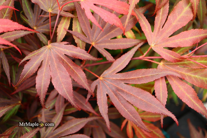 - FOR PICKUP ONLY | Acer palmatum 'Oregon Sunset' Japanese Maple | DOES NOT SHIP - Mr Maple │ Buy Japanese Maple Trees