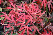 - FOR PICKUP ONLY | Acer palmatum 'Oregon Sunset' Japanese Maple | DOES NOT SHIP - Mr Maple │ Buy Japanese Maple Trees