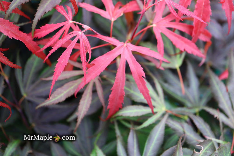 - FOR PICKUP ONLY | Acer palmatum 'Oregon Sunset' Japanese Maple | DOES NOT SHIP - Mr Maple │ Buy Japanese Maple Trees