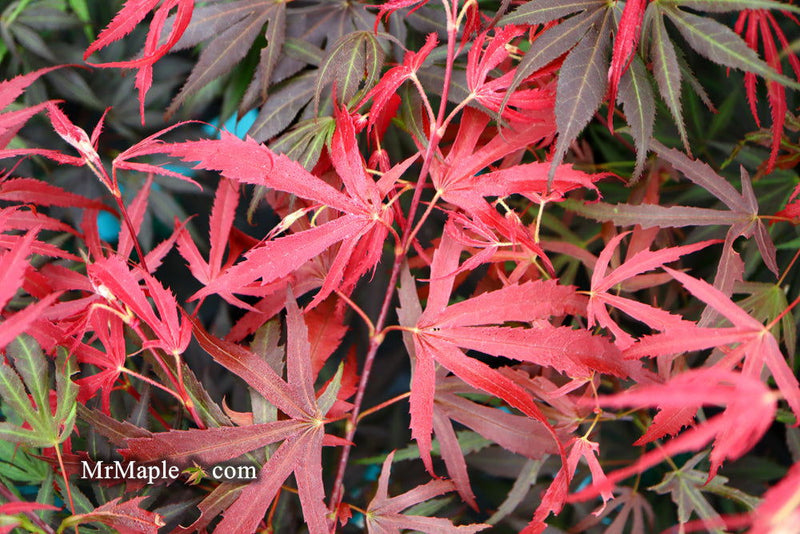 - FOR PICKUP ONLY | Acer palmatum 'Oregon Sunset' Japanese Maple | DOES NOT SHIP - Mr Maple │ Buy Japanese Maple Trees