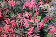 - FOR PICKUP ONLY | Acer palmatum 'Oregon Sunset' Japanese Maple | DOES NOT SHIP - Mr Maple │ Buy Japanese Maple Trees