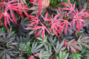 - FOR PICKUP ONLY | Acer palmatum 'Oregon Sunset' Japanese Maple | DOES NOT SHIP - Mr Maple │ Buy Japanese Maple Trees