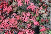 - FOR PICKUP ONLY | Acer palmatum 'Oregon Sunset' Japanese Maple | DOES NOT SHIP - Mr Maple │ Buy Japanese Maple Trees