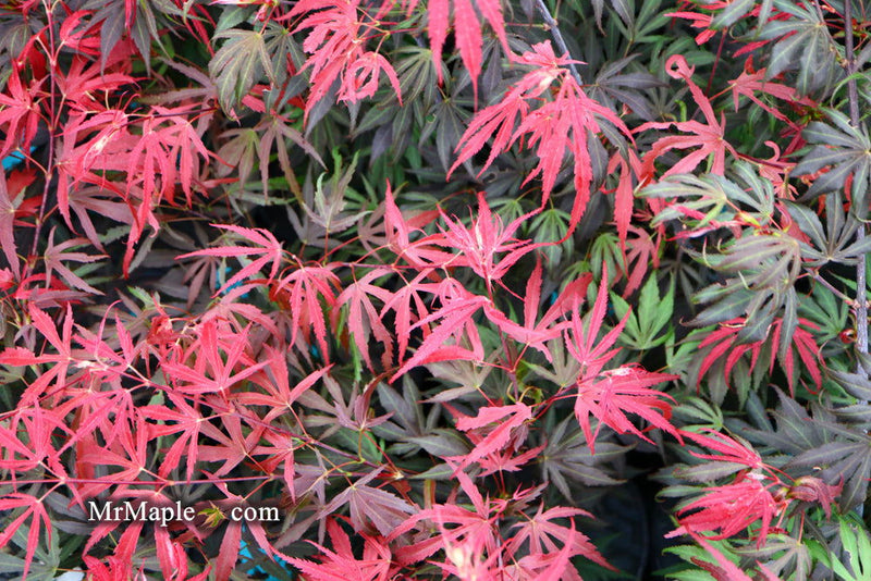 - FOR PICKUP ONLY | Acer palmatum 'Oregon Sunset' Japanese Maple | DOES NOT SHIP - Mr Maple │ Buy Japanese Maple Trees